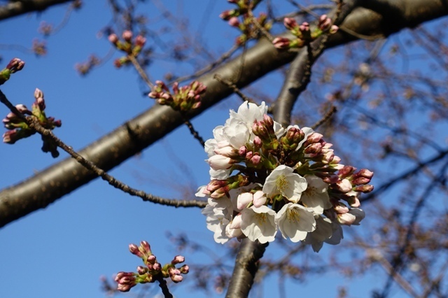 DSC00094.JPG