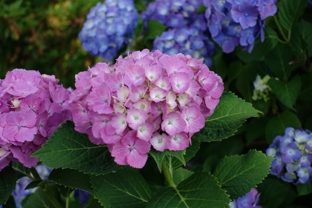 DSC03265X.JPG