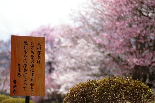 実相寺8.jpg